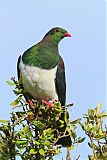 New Zealand Pigeon